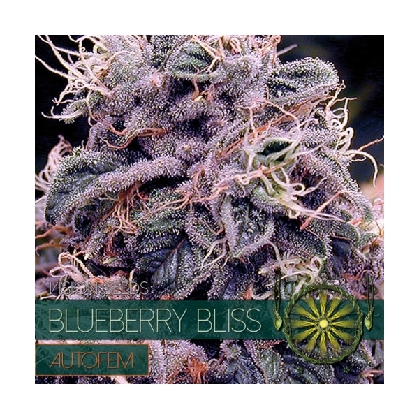 Blueberry Bliss Autoflorescente (Vision Seeds) Feminizada