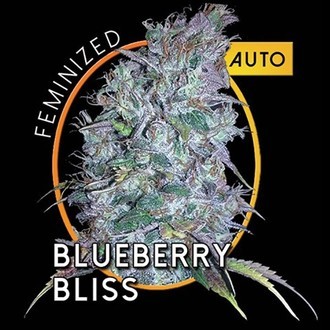 Blueberry Bliss Autoflorescente (Vision Seeds) Feminizada