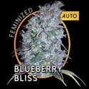Blueberry Bliss Autoflorescente (Vision Seeds) Feminizada