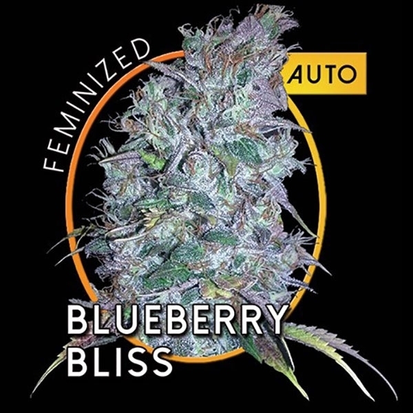 Blueberry Bliss Autoflorescente (Vision Seeds) Feminizada