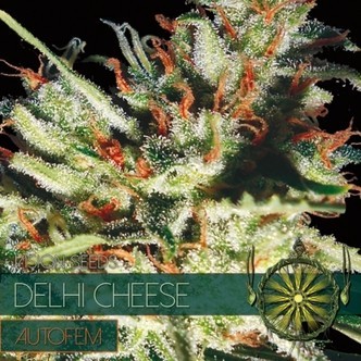 Delhi Cheese Autoflorescente (Vision Seeds) feminizada