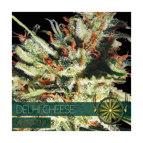 Delhi Cheese Autoflorescente (Vision Seeds) feminizada