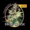 Delhi Cheese Autoflorescente (Vision Seeds) feminizada