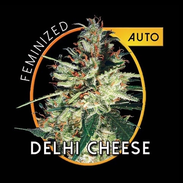 Delhi Cheese Autoflorescente (Vision Seeds) feminizada