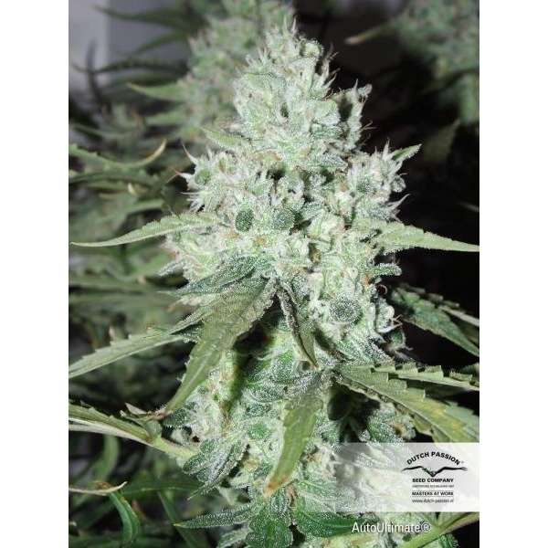 Auto Ultimate (Dutch Passion) feminizada