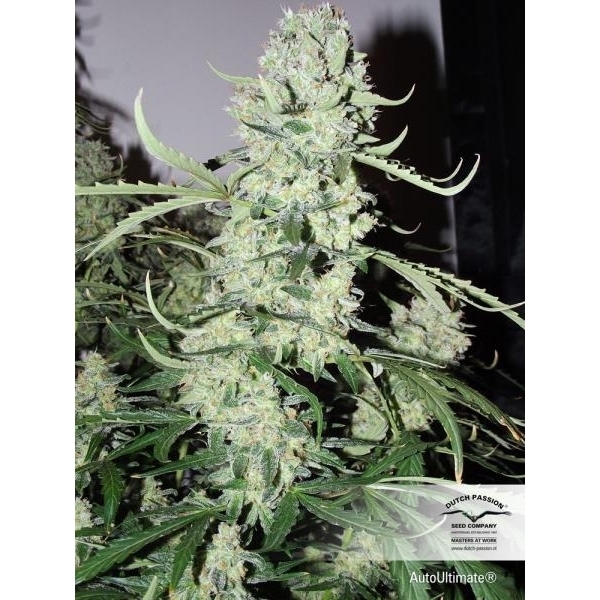 Auto Ultimate (Dutch Passion) feminizada