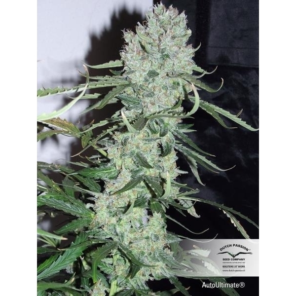 Auto Ultimate (Dutch Passion) feminizada