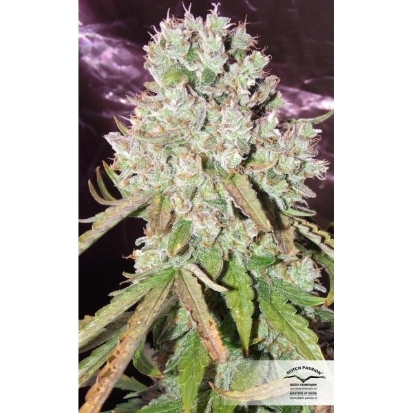 Auto Ultimate (Dutch Passion) feminizada