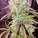 Auto Ultimate (Dutch Passion) feminizada