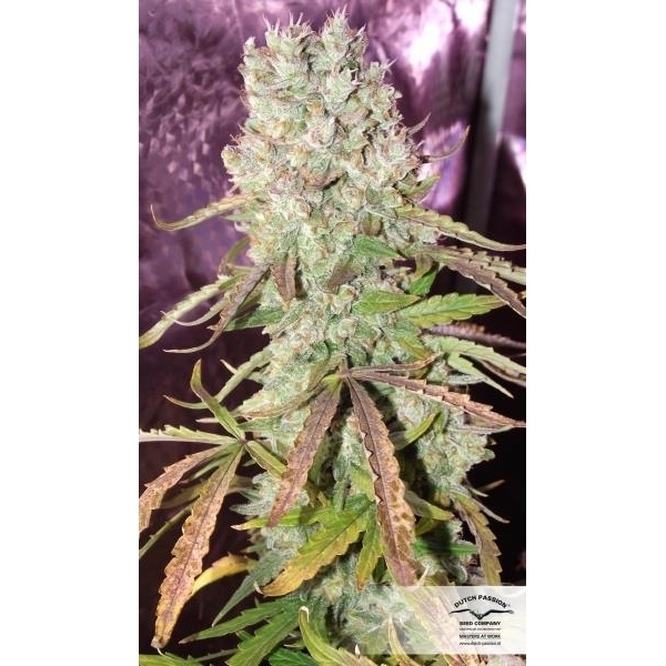 Auto Ultimate (Dutch Passion) feminizada