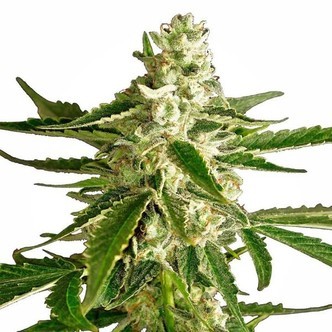 White Diesel Haze Autoflorescente (White Label) feminizada