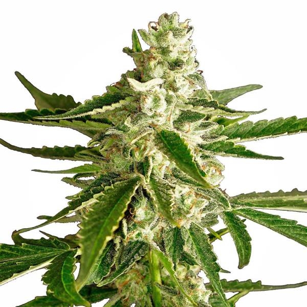 White Diesel Haze Autoflorescente (White Label) feminizada