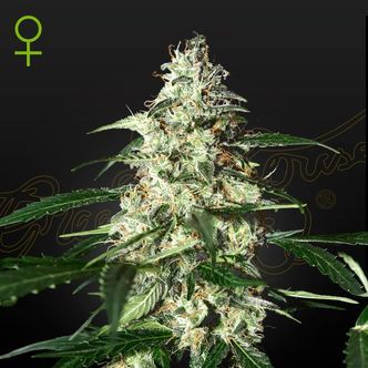 Skunk Autoflorescente (Strain Hunters) feminizada