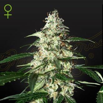 Skunk Autoflorescente (Strain Hunters) feminizada
