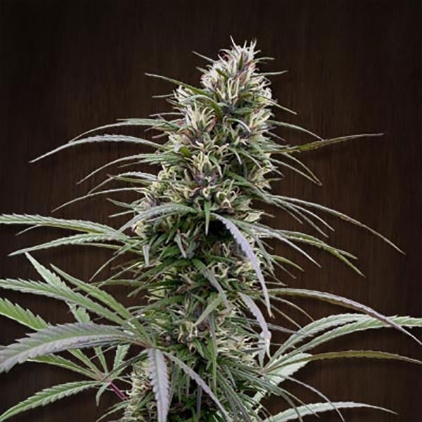 Congo (ACE Seeds) feminizada