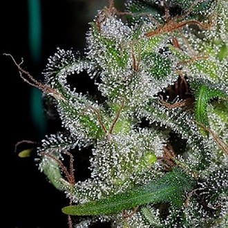 Zamaldelica (ACE Seeds) feminizada