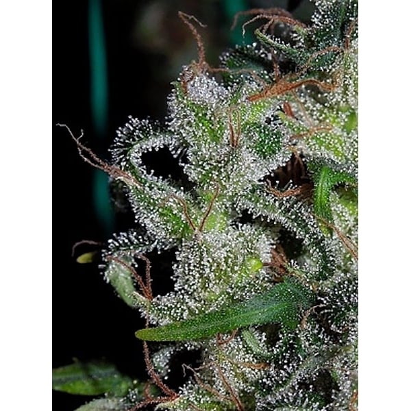 Zamaldelica (ACE Seeds) feminizada
