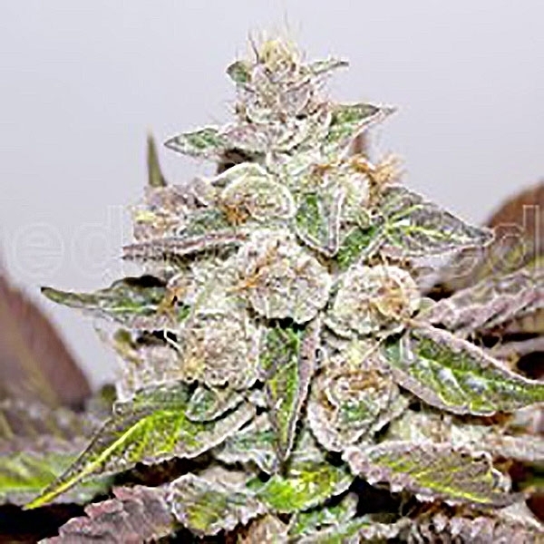 Mendocino x Purple Kush (Medical Seeds) feminizada