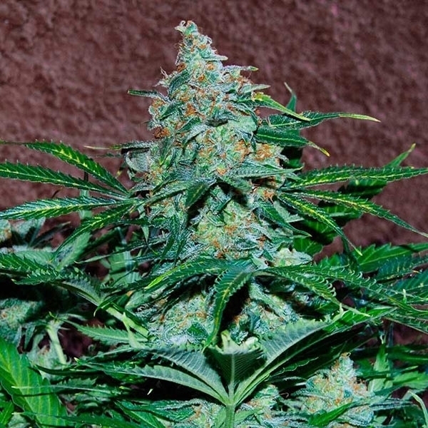 Amnesia Ryder Autoflorescente (World of Seeds) feminizada