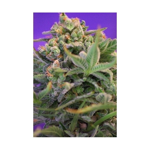 Sweet Cheese (Sweet Seeds) feminizada