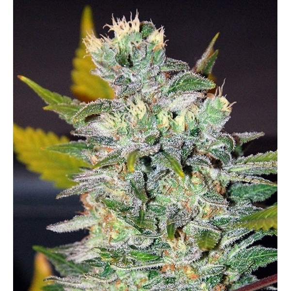 Space (World of Seeds) feminizada