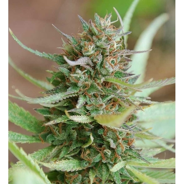 Strawberry Blue (World of Seeds) feminizada