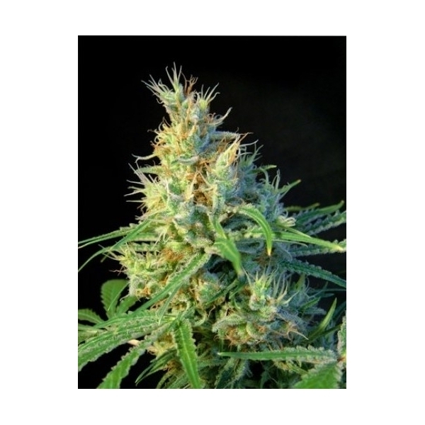 Psicodelicia (Sweet Seeds) feminizada