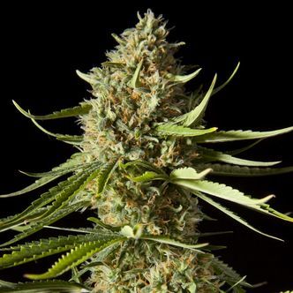 Amnesika 2.0 (Philosopher Seeds) Feminizada