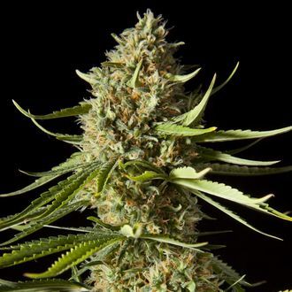 Amnesika 2.0 (Philosopher Seeds) Feminizada