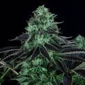 Darkstar Kush (T.H.Seeds) feminizada
