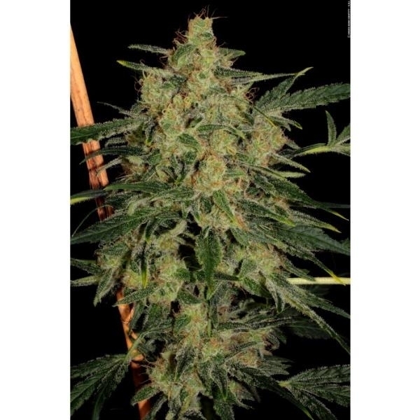 Nebula II CBD (Paradise Seeds) feminizada