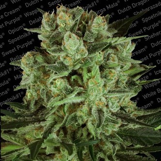 Durga Mata II CBD (Paradise Seeds) feminizada
