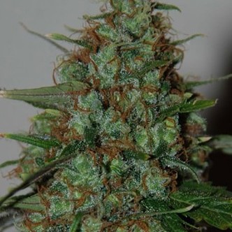 Wild Thailand Ryder Autoflorescente (World of Seeds) feminizada