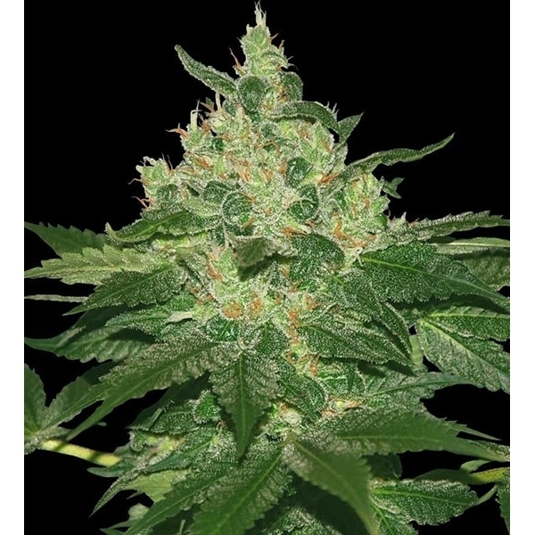 Afghan Kush (World of Seeds) feminizada