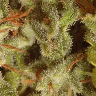 Champions Collection Pack Sativa (Paradise Seeds) feminizada