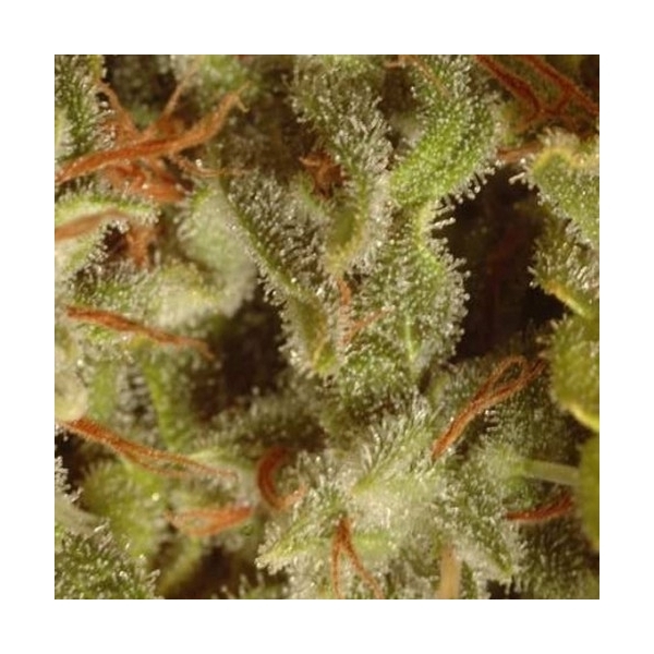 Champions Collection Pack Sativa (Paradise Seeds) feminizada