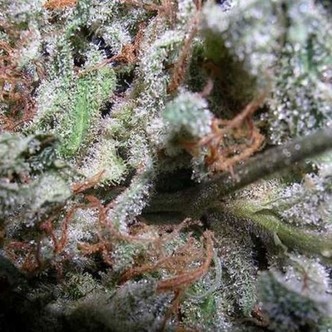 Collection Pack Indica Champions (Paradise Seeds) feminizadas