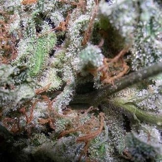 Collection Pack Indica Champions (Paradise Seeds) feminizadas