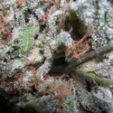 Collection Pack Indica Champions (Paradise Seeds) feminizadas