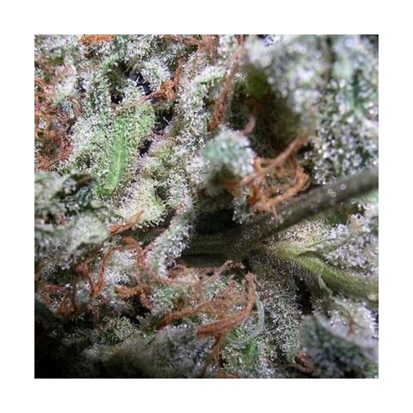 Collection Pack Indica Champions (Paradise Seeds) feminizadas
