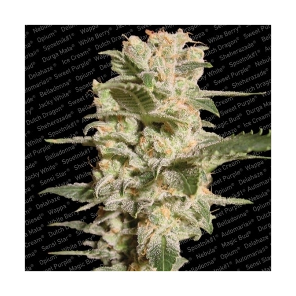 Belladonna (Paradise Seeds) feminizada