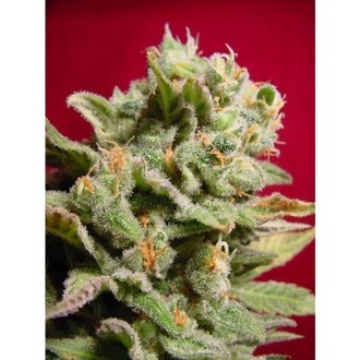 Dutch Dragon (Paradise Seeds) feminizada