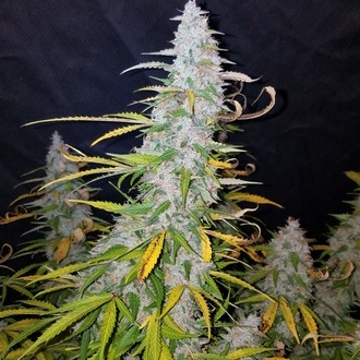 Californian Snow Auto (FastBuds) feminizada
