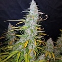 Californian Snow Auto (FastBuds) feminizada