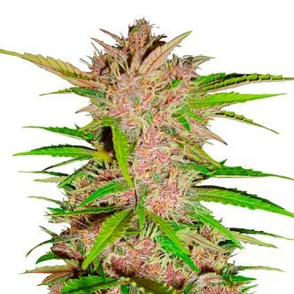 FastBerry Auto (FastBuds) feminizada