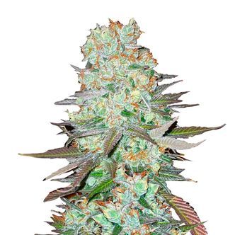 G14 Auto (FastBuds) feminizada