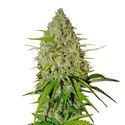 Grapefruit Auto (FastBuds) feminizada