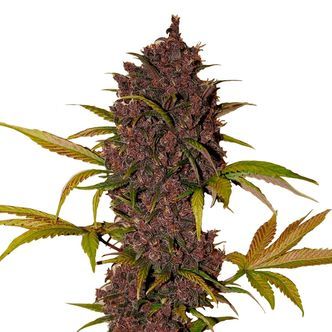 LSD-25 Auto (FastBuds) feminizada