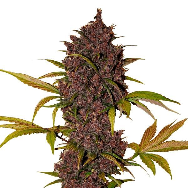 LSD-25 Auto (FastBuds) feminizada