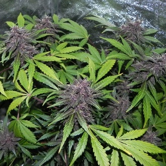 LSD-25 Auto (FastBuds) feminizada